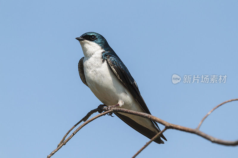 树燕子(Tachycineta bicolor)特写